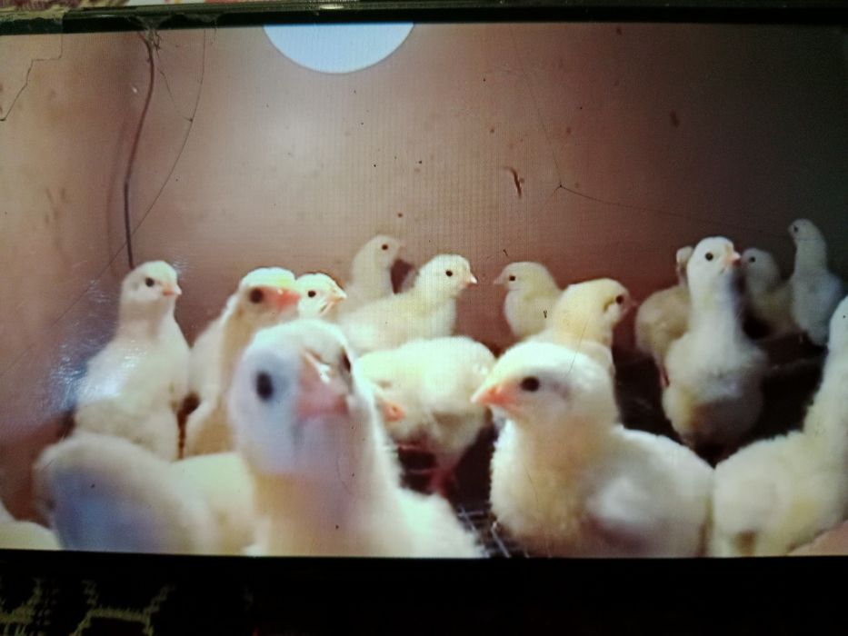 Цыплята  куриные  ицесариные