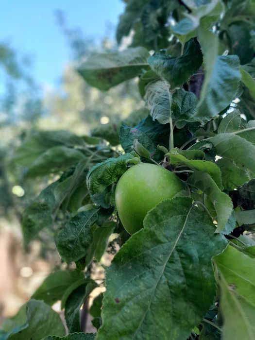 Продава се Къща в Варна, Виница - 350 кв.м за 1058 €/кв.м - Снимка #11