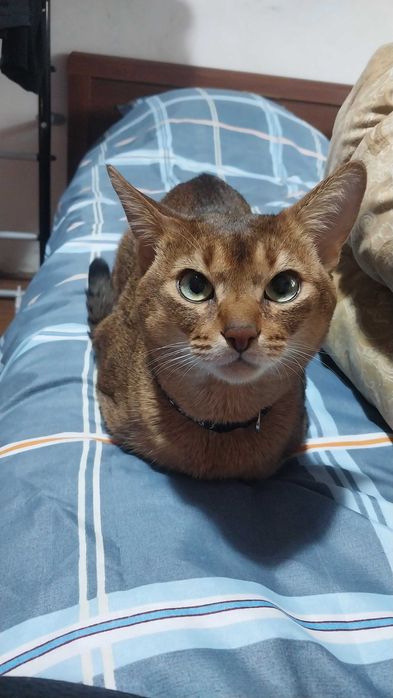 Абиссинский кот на вязку