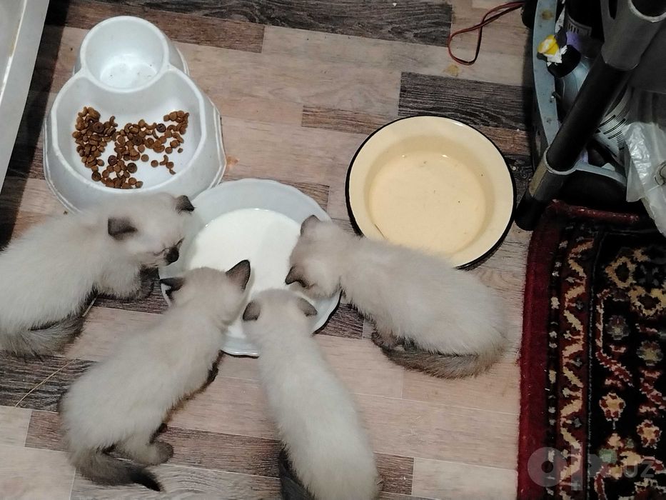 Продаю сиамских котят