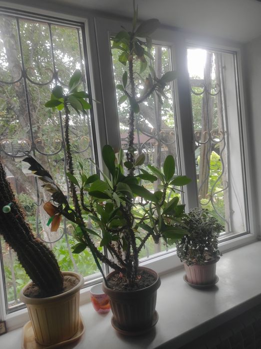 Молочай Миля продам