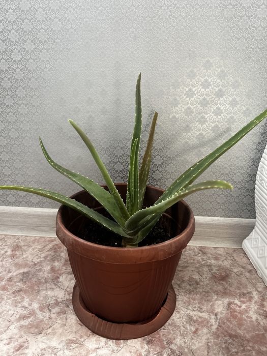 Алое более 5 лет Продам