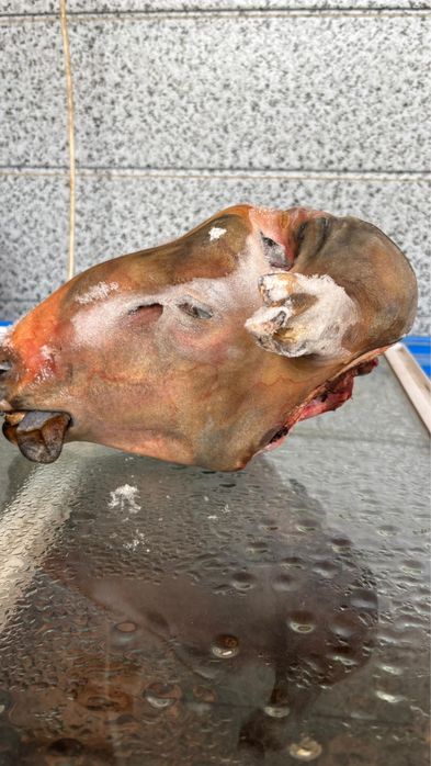 Бас қойдыңңңңңңң