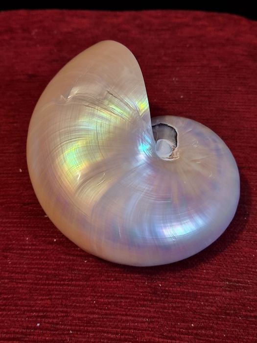 Scoica nautilus pompilius exemplar mare  15 cm- sidef natural