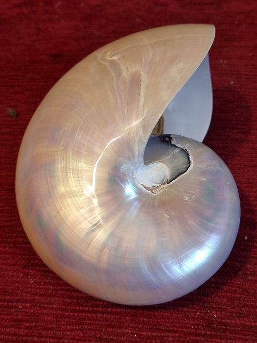 Scoica nautilus pompilius exemplar mare  15 cm- sidef natural