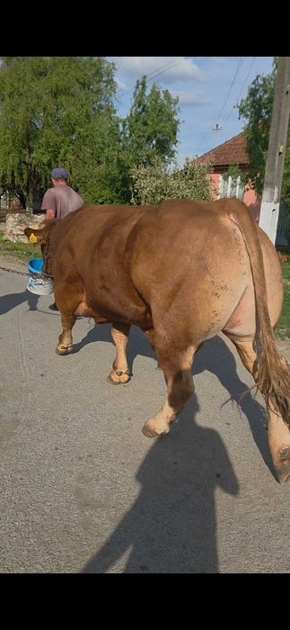 Taur Limousin de vânzare
