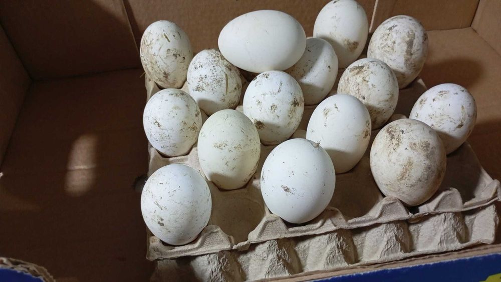 oua gasca africana pentru incubat