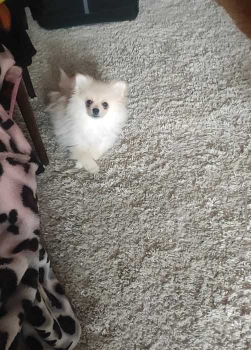 Продам щенка шпица срочно