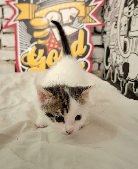 Подарява се малко котенце – спешно търси дом!