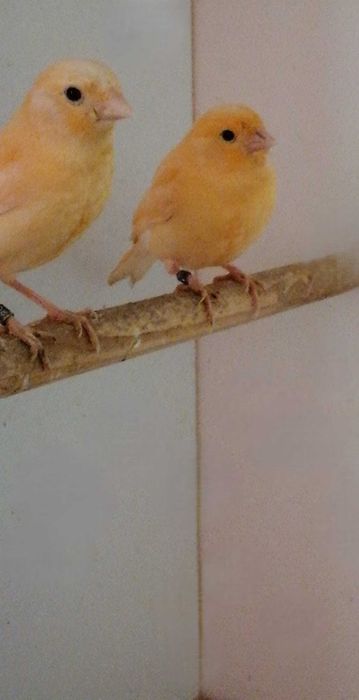 Vand canari de cantec si culoare