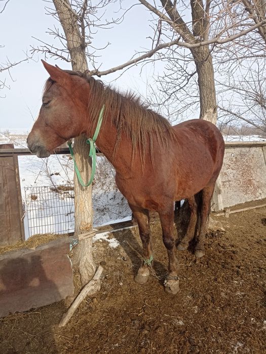 Семиз бие сатамын