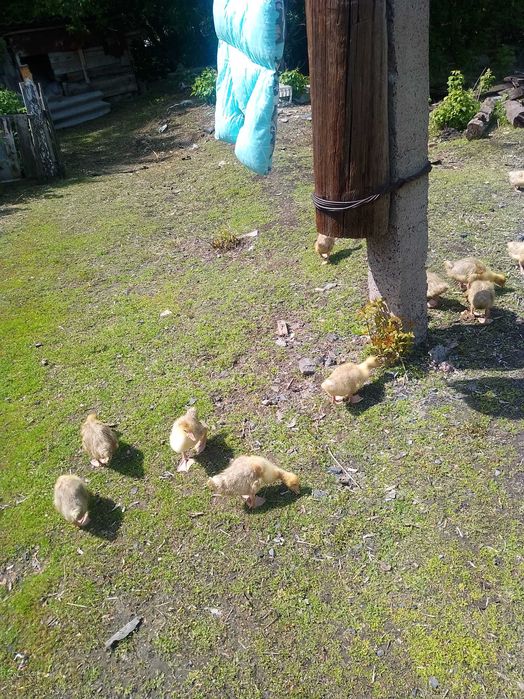 Продам гусят, утят, бройлеров