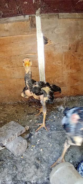 Dakan jojalar sotilad