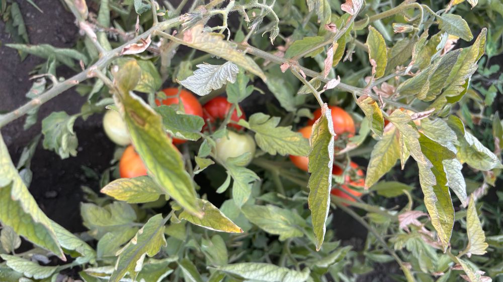 Продам местные ПОМИДОРЫ, вкусные
