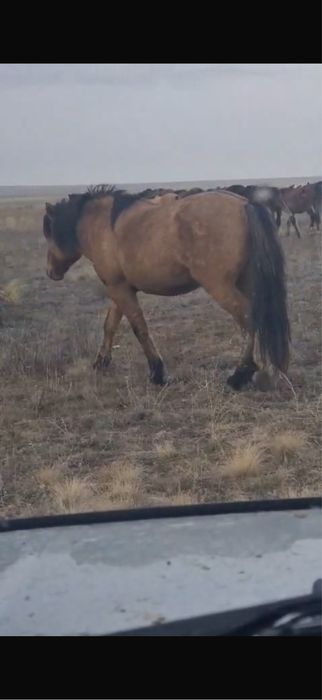 Мұғалжар айғыр 2019