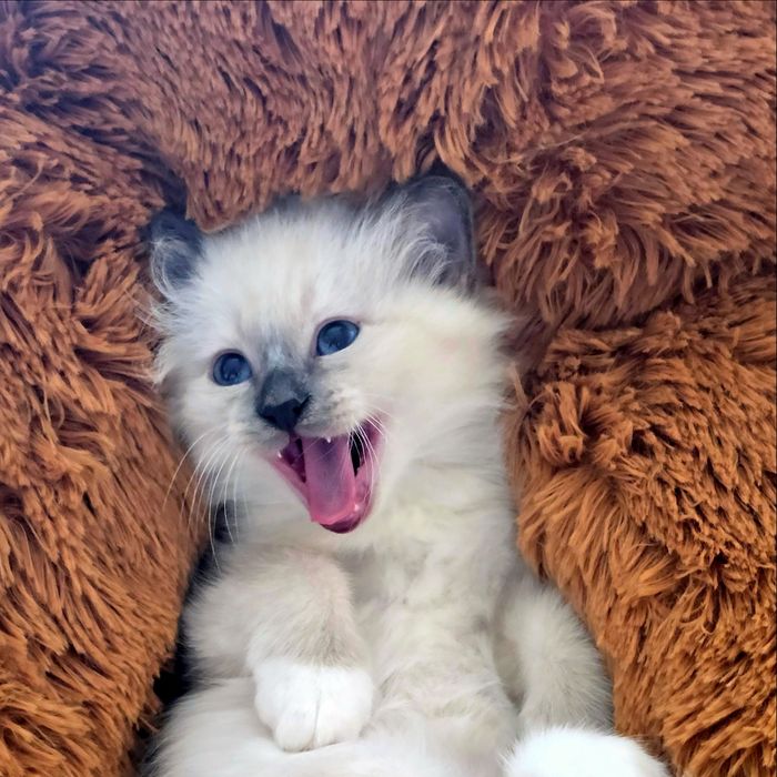 Бирманска котка/Sacred Birman