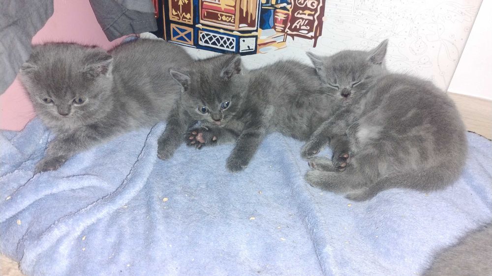 Британски късокосмести Шотландска клепоухаа