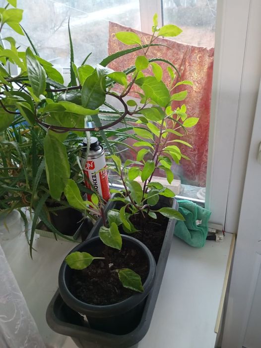 Джинуру шпинат бога