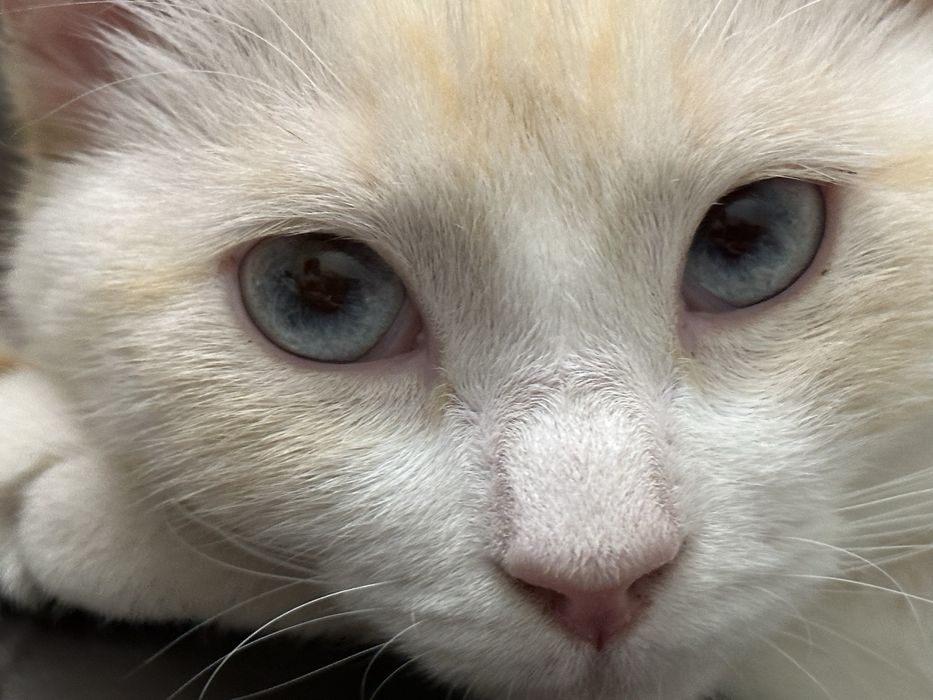 Пропал кот имя Тутусь