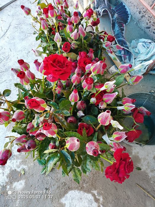 Gʻunchali Atirgullar 2000 Soʻm