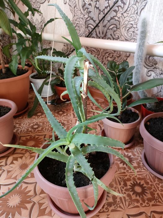 Алоэ. На лечение.  Доставка