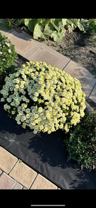 Цветы. Цветы. Цветы.