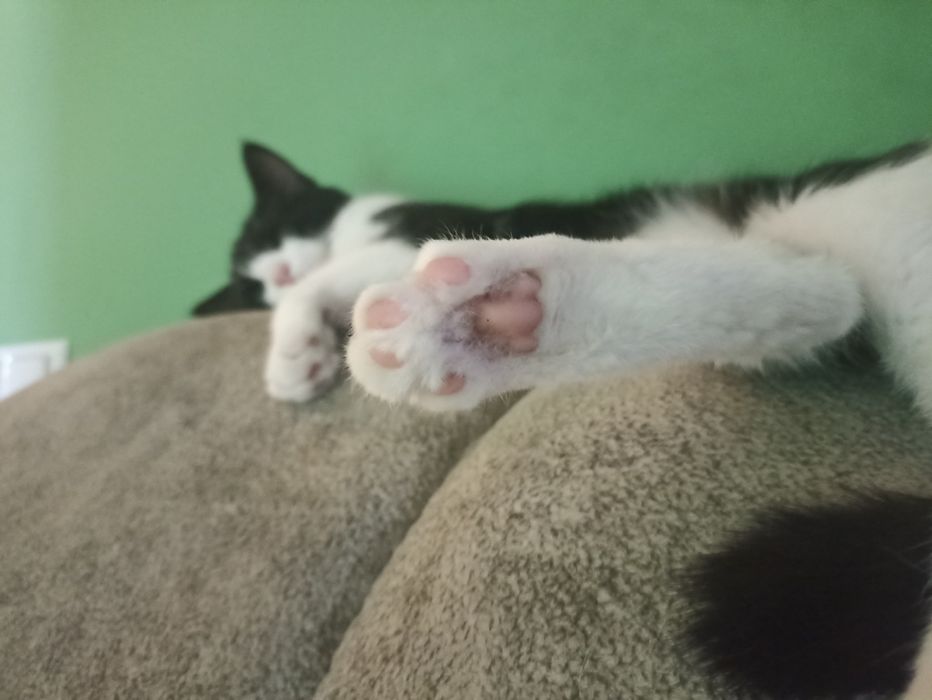 Кошка в добрые руки