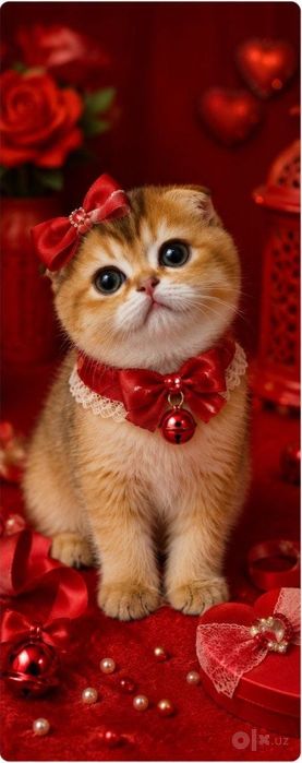 Продаются Чистокровные шотландские вислоухие котята (Скоттиш-фолд), 2