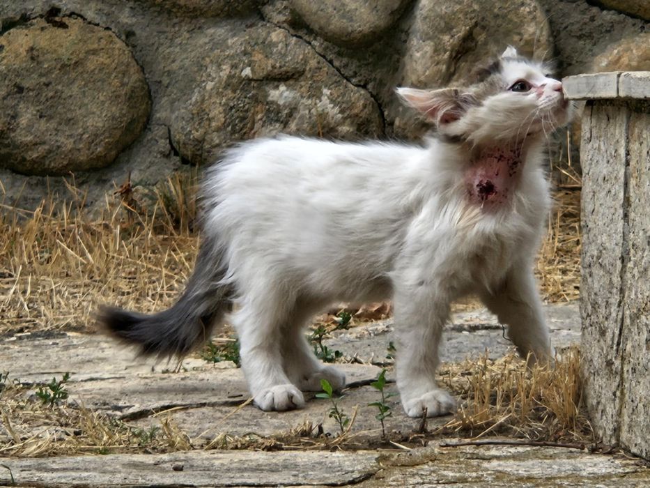 Сладко женско коте Роузи търси дом