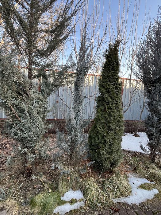 Пихты, Туи, можжевельники