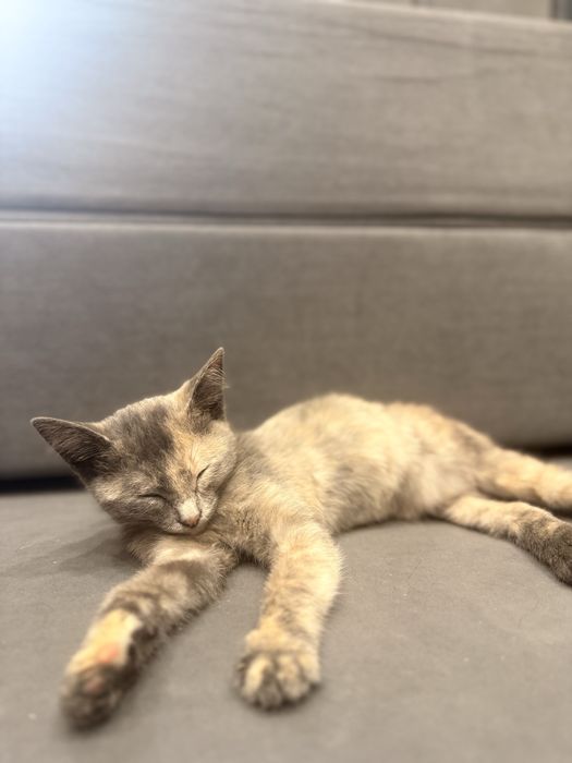 ОТДАМ Котёнка в Добрые Руки.
