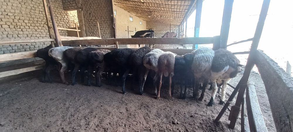 Қозы. Тоқты қошқарларды ұйытып  сатылады.