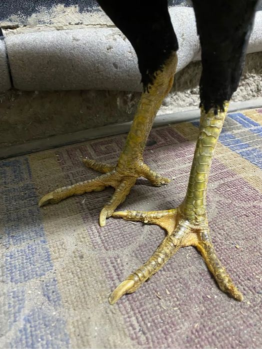 Дакан курица тулячка