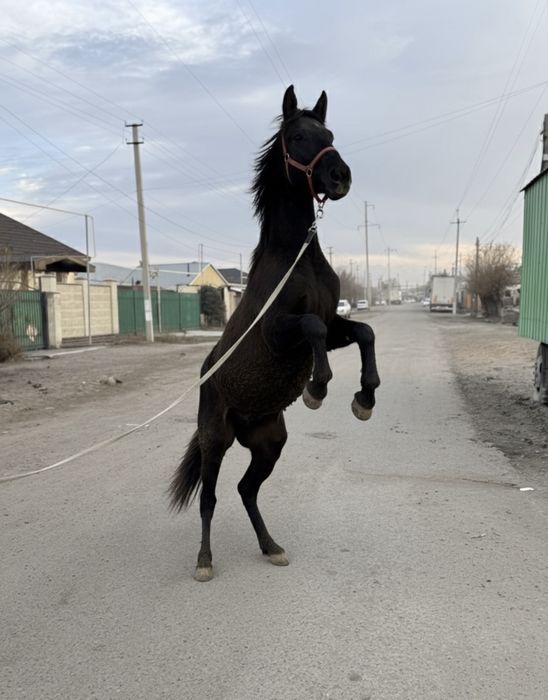 Продам жеребёнка 8 месяцев