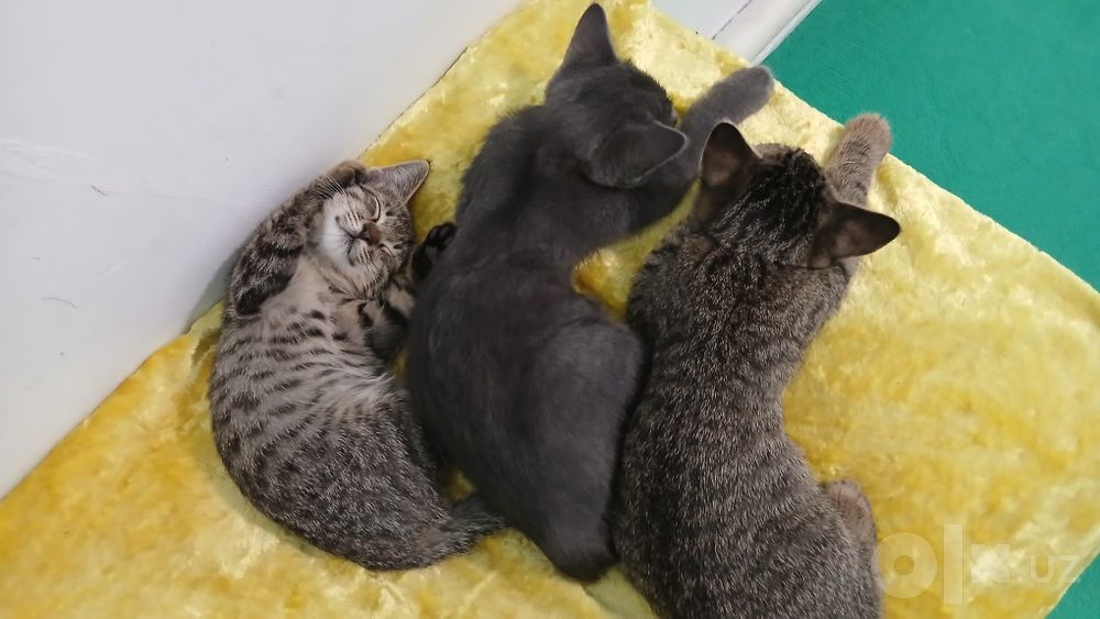 Котята в подарок