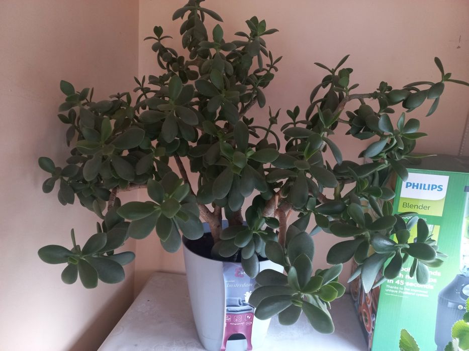 Денежное дерево продам