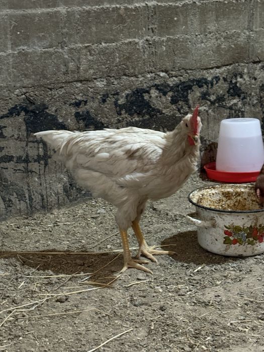 Хорозла сотилади