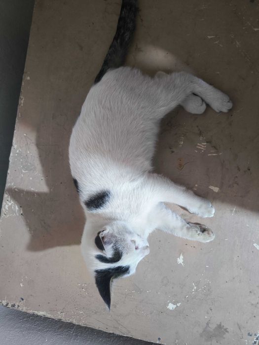 Котятенок девочка четыре месяца