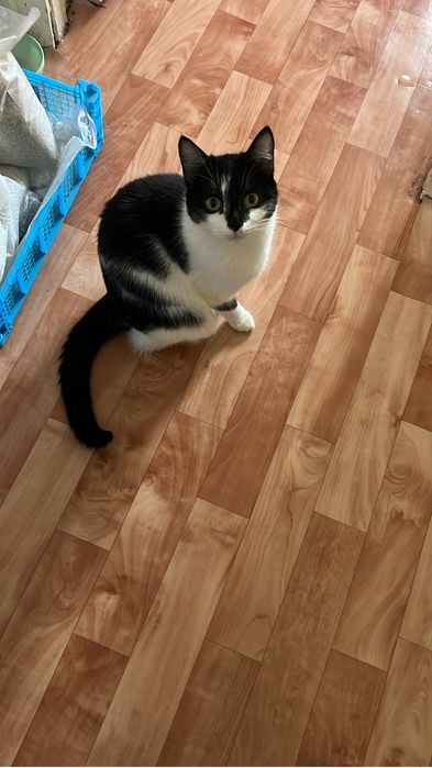 Отдам в добрые руки