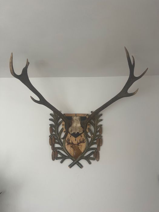 Coarne de cerb cu panoplie