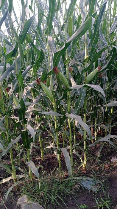 Cheklanmagan Miqdorda Silyos yetkazib beramiz