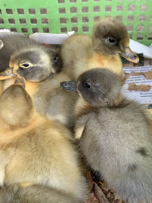 Инкубатор jo'ja ochish inkubator tuxum ochish