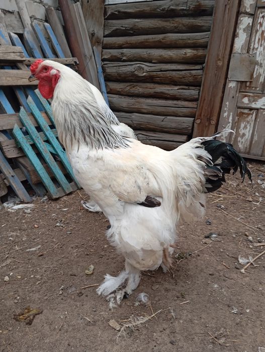 Продается петухи брамо