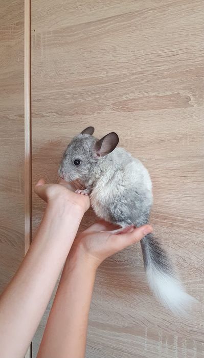 Chinchila pui  3 luni