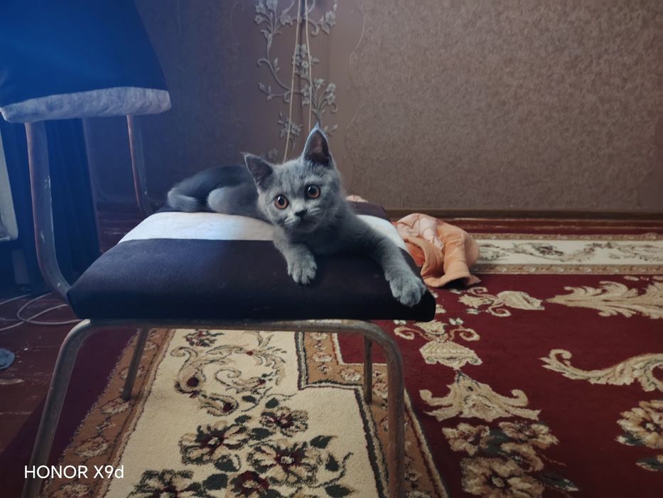 Мушук Британская короткошерстная 2 йарим ойлик  киз