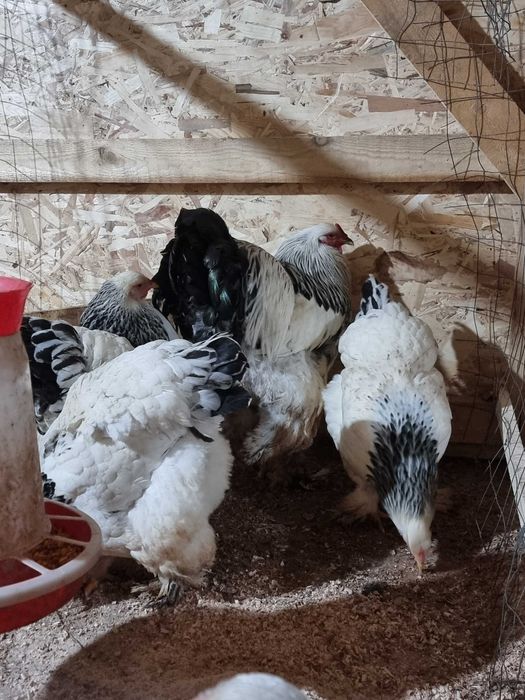 Gaini si cocosi brahma