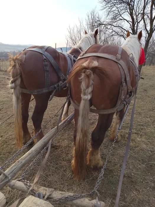 Vând sau schimb cu ceva mai aspru. Armăsar de 6 ani cell din dreapta de la rudă