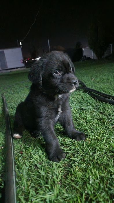 Лабрадорчик кобель