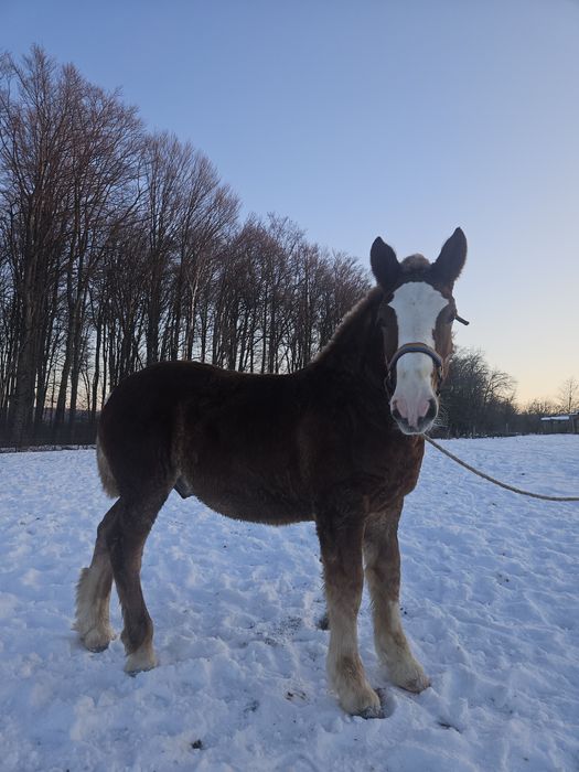 Vând mânz de 6 luni