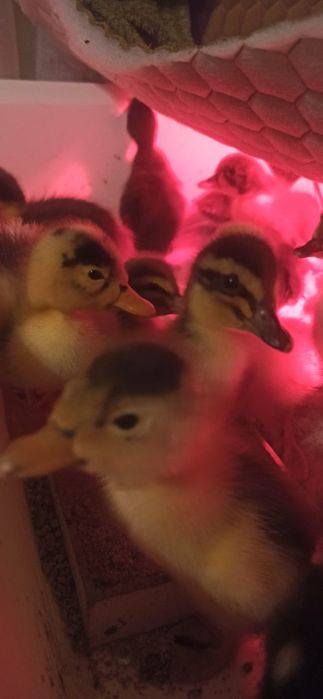 Vând rățuște/ boboci rata